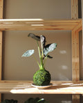 Alocasia Regal Shield Kokedama