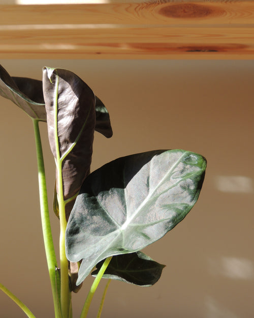 Alocasia Regal Shield Kokedama