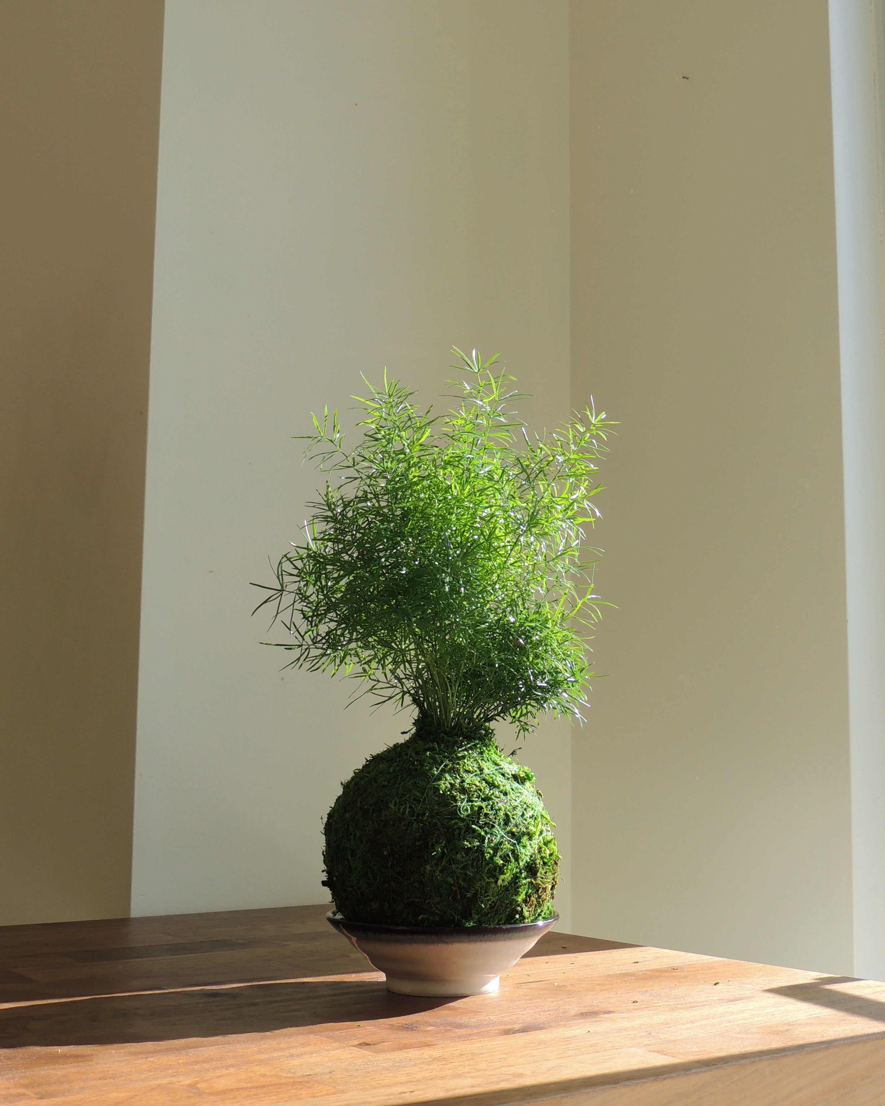 Sprengeri Kokedama