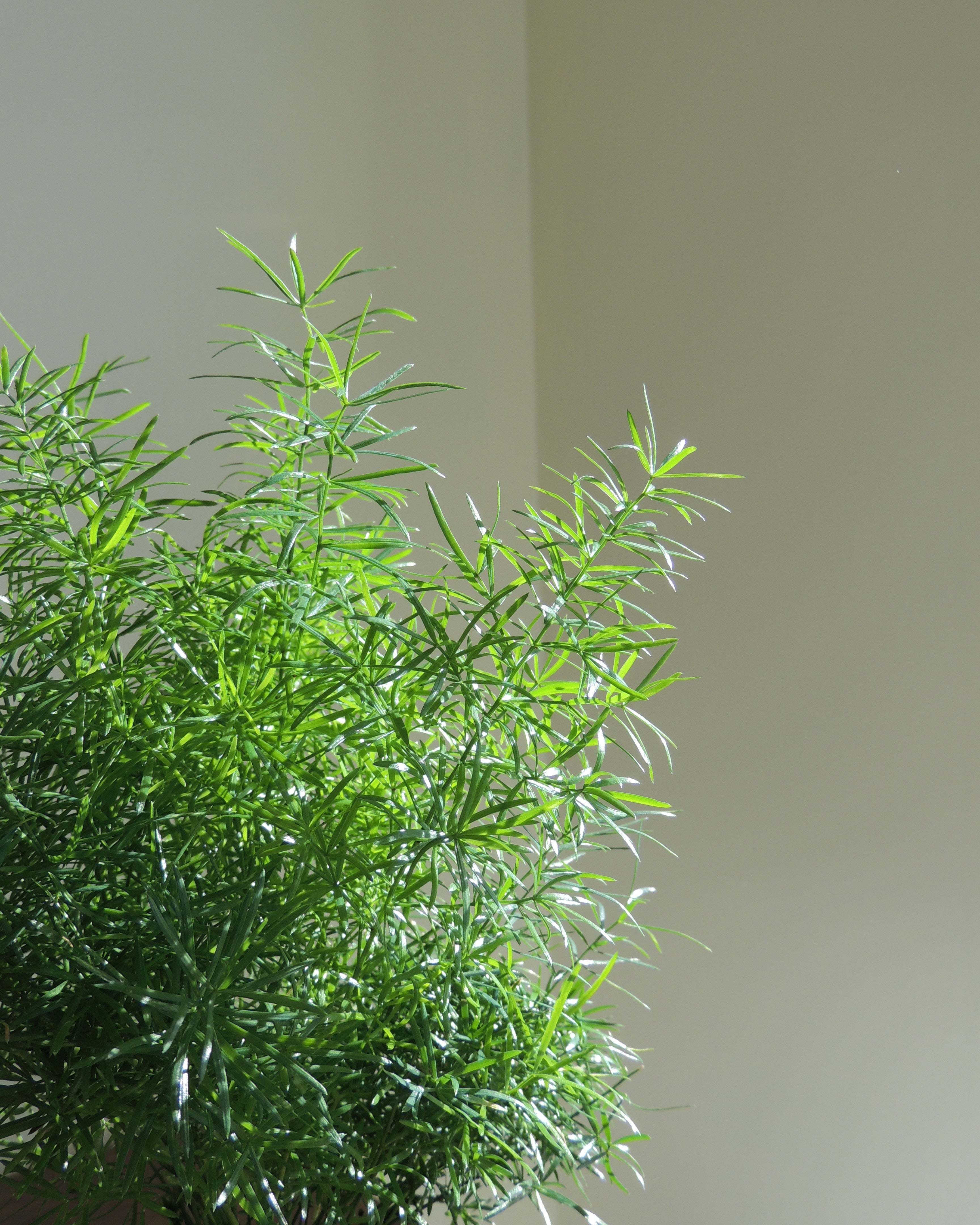 Sprengeri Kokedama