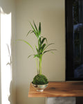 Areca Palm Kokedama