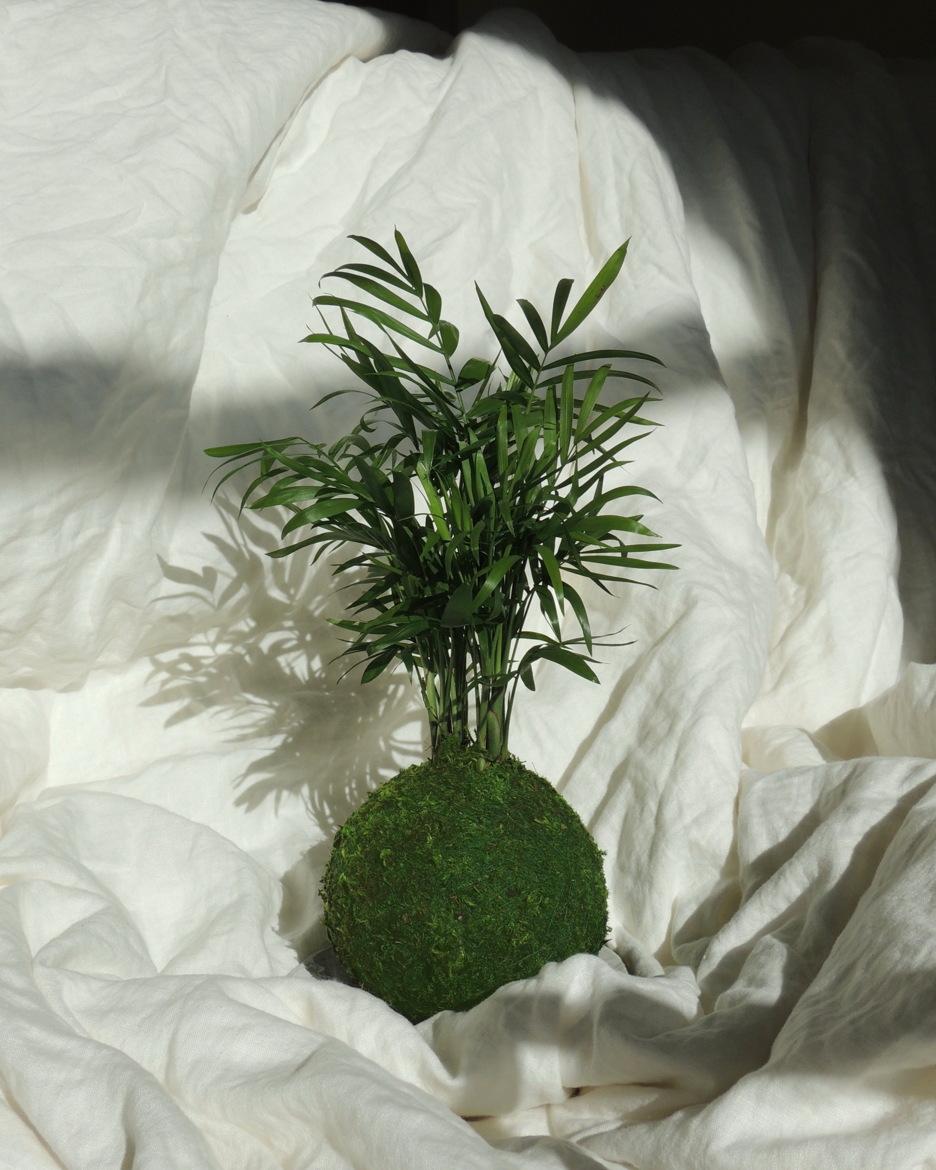 Parlor Palm Kokedama