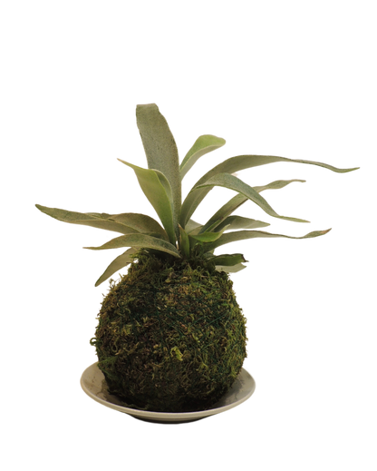 Staghorn Fern Kokedama