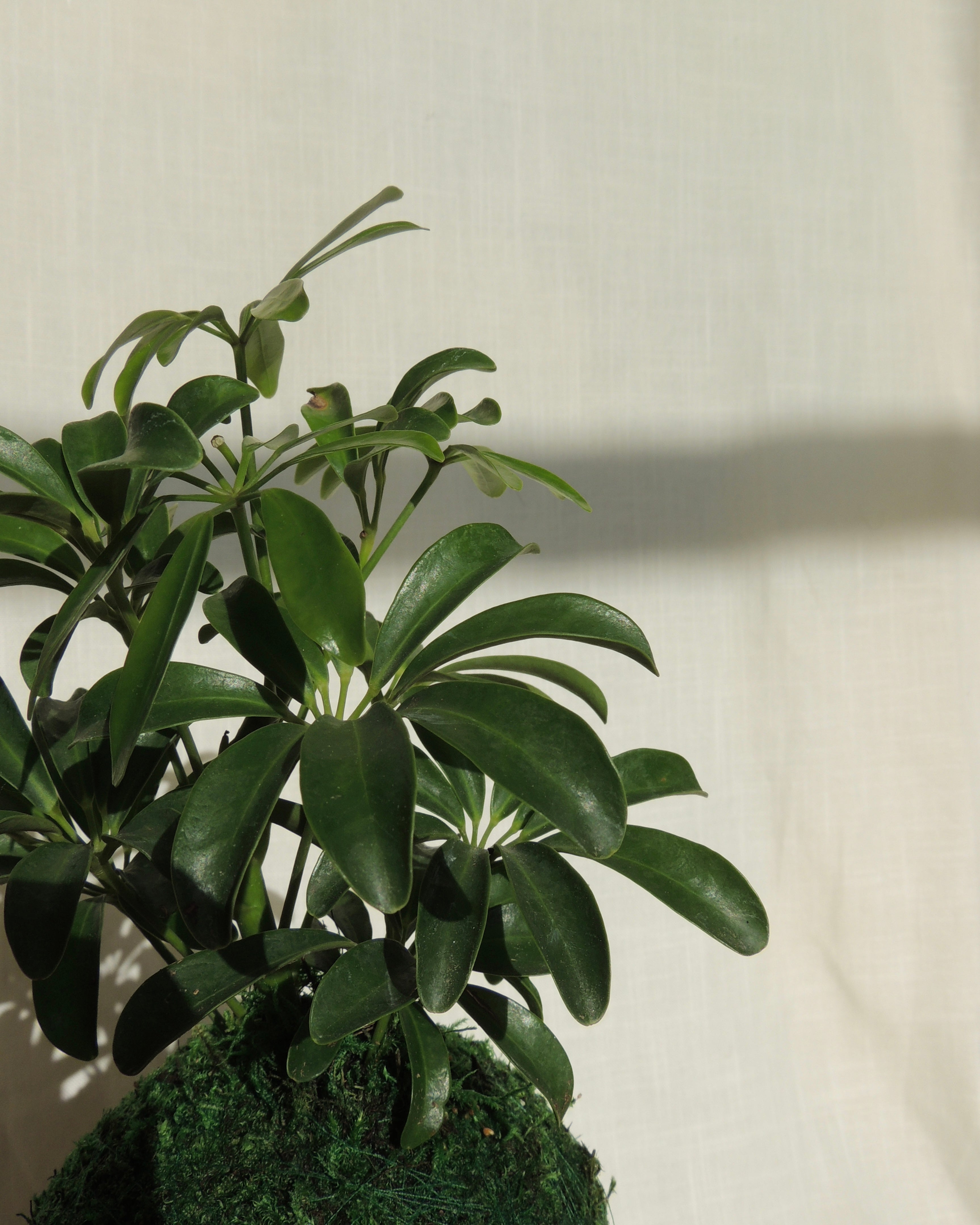 Schefflera Kokedama