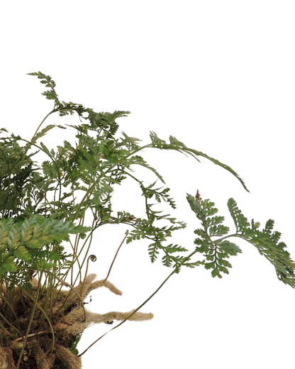 Rabbit’s Foot Fern Kokedama