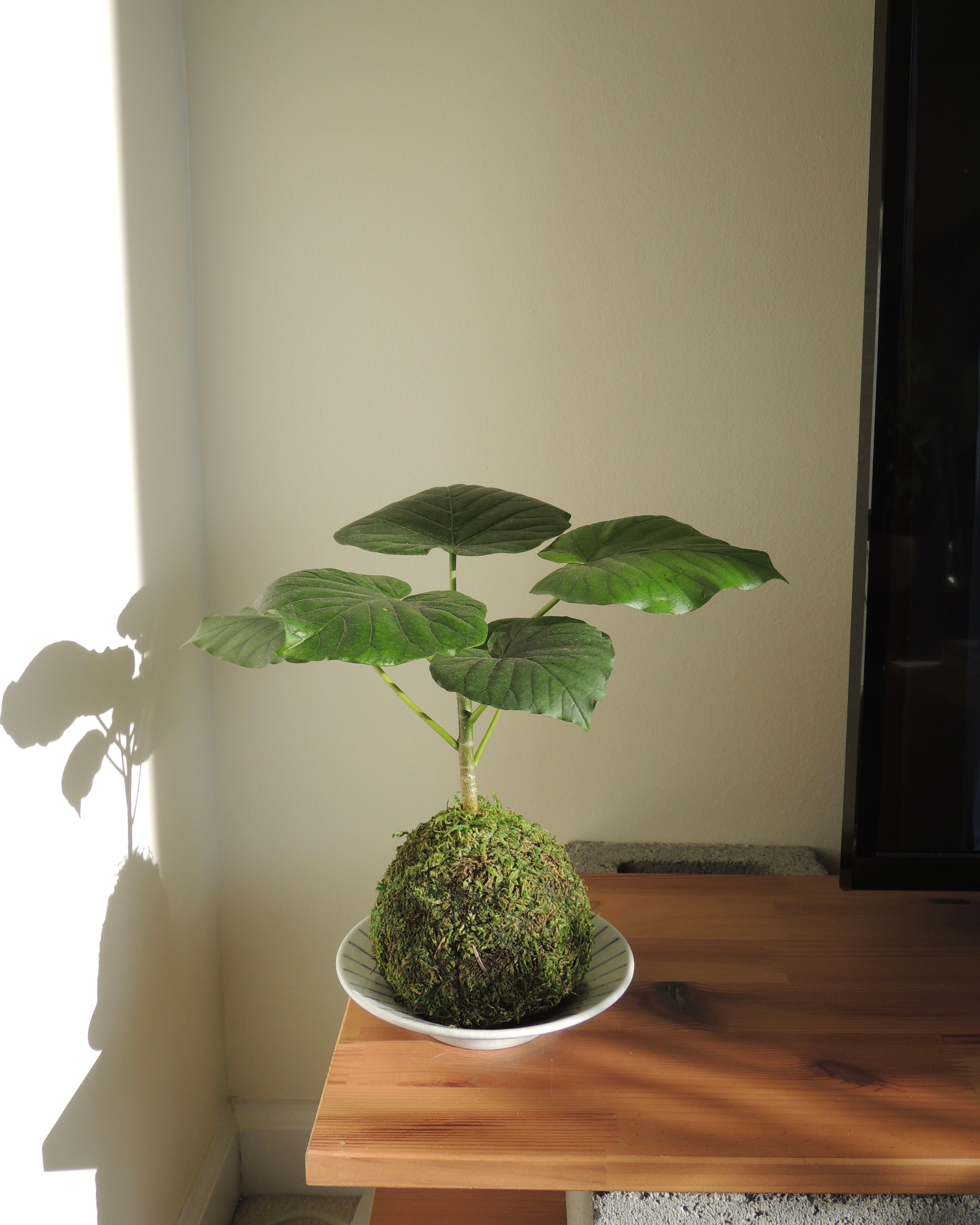 Ficus Umbellata Kokedama