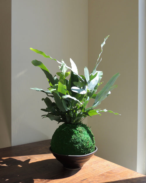 Blue Star Fern Kokedama