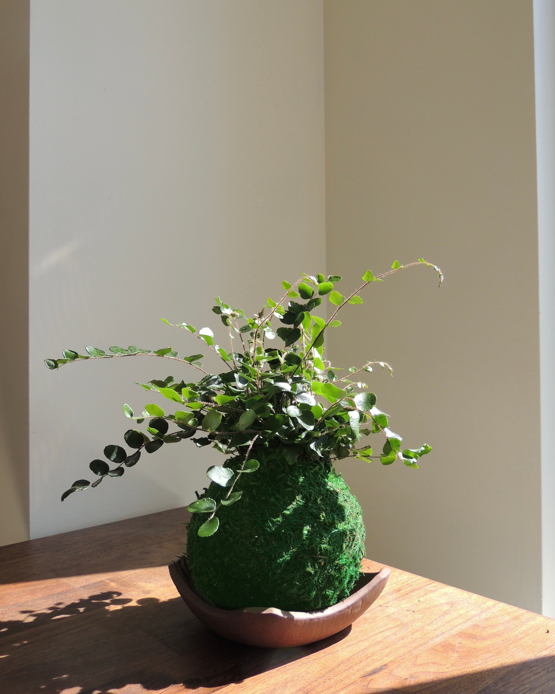 Button Fern Kokedama