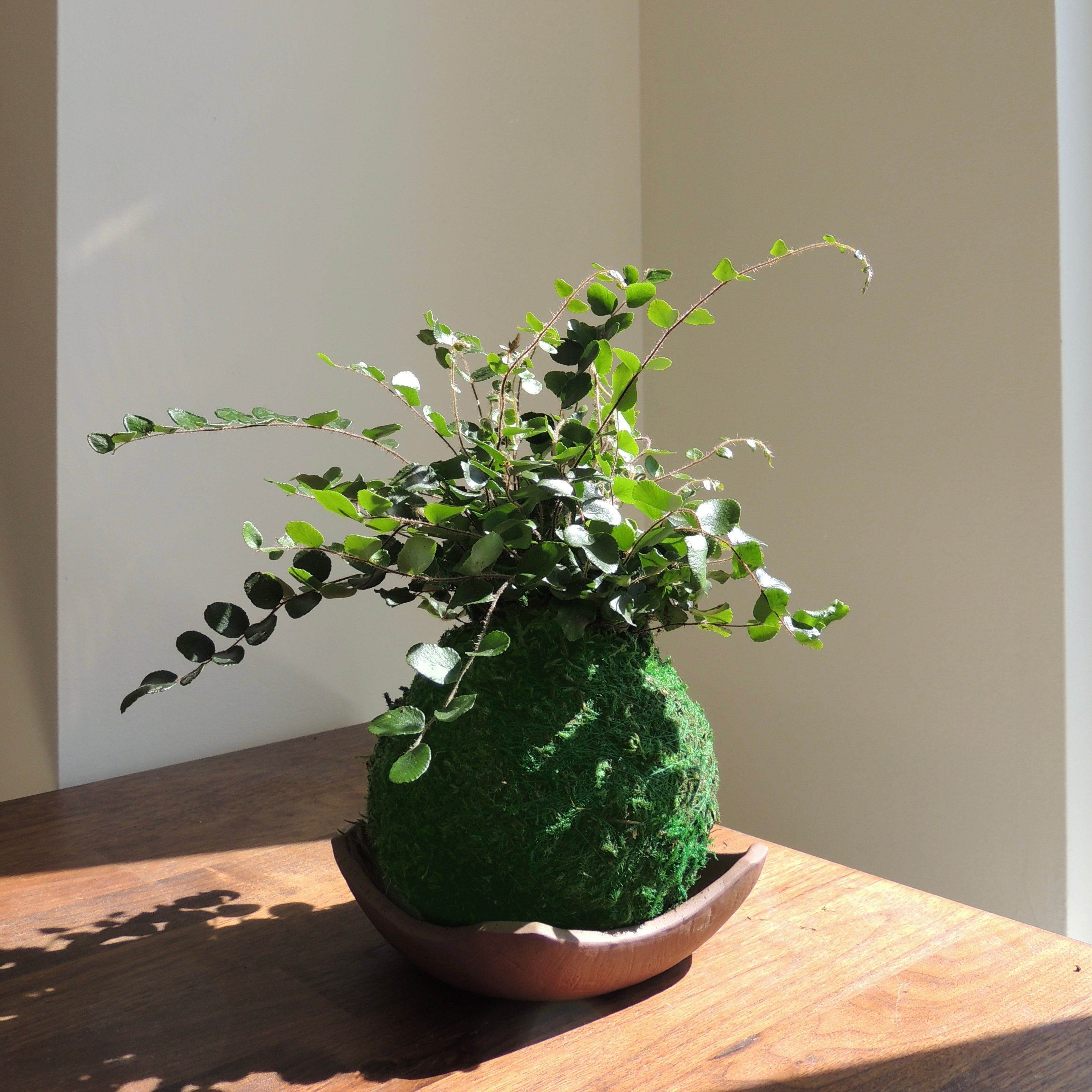 Button Fern Kokedama