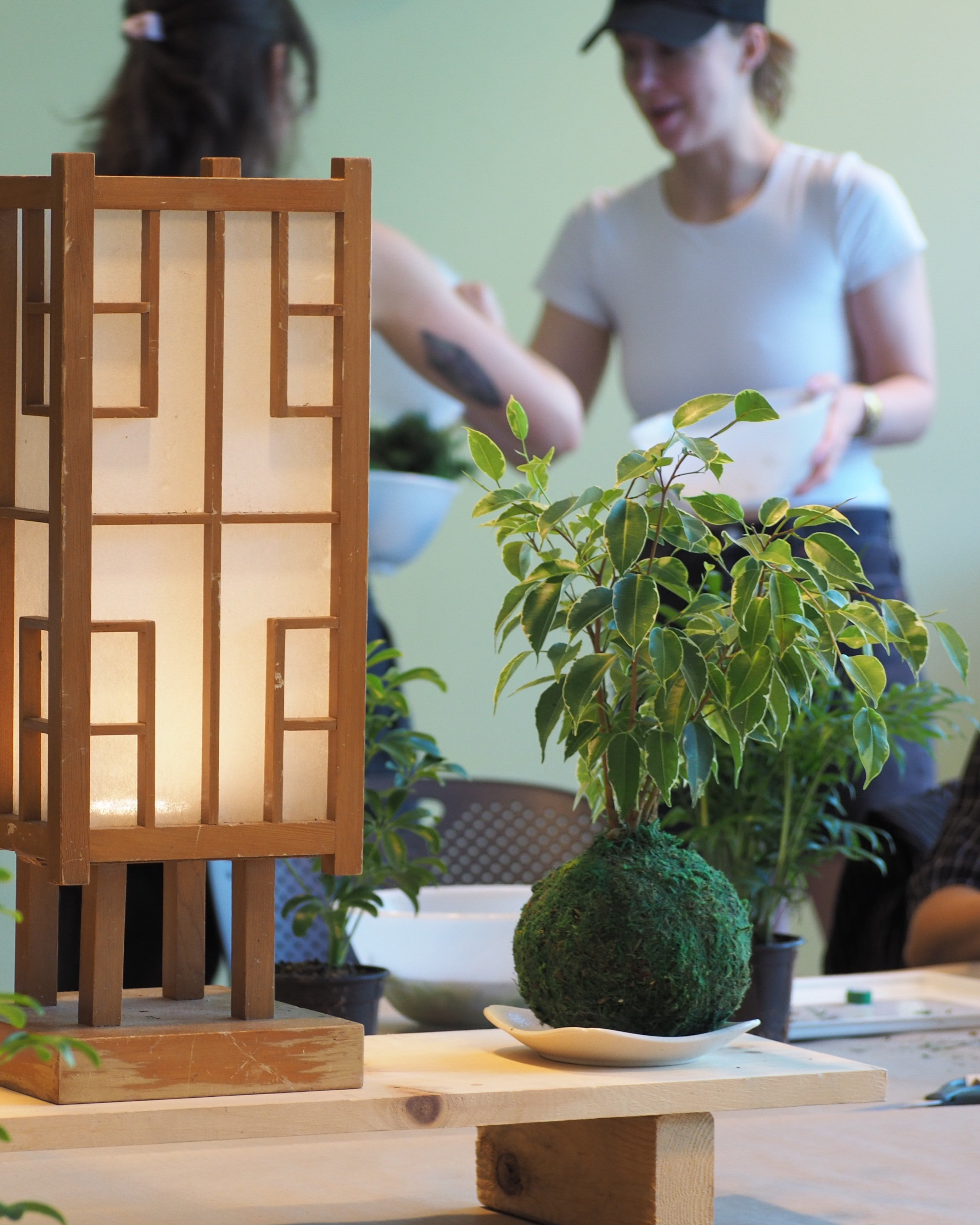 Ficus Benjamina Kokedama